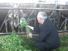 Bischof beim Kühe füttern