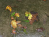 Herbstblätter im Wasser